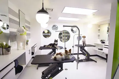 Pet Grooming Rooms