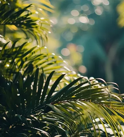 Rainforest Boardwalk