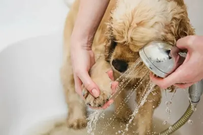 Pet Washroom