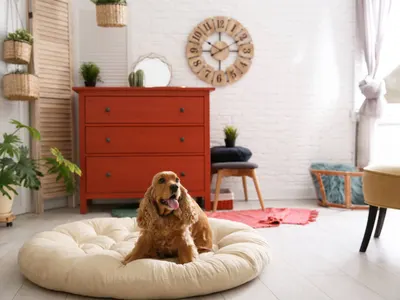 Pet Station In Lobby