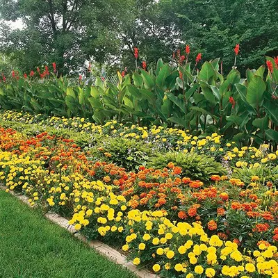 Landscaping & Plantation