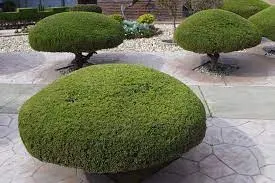 Manicured Landscaping