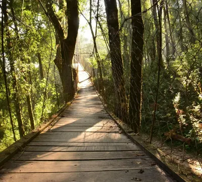 Canopy Walk