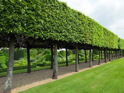 Landscaped Gardens