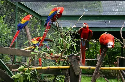 Themed Birds Park