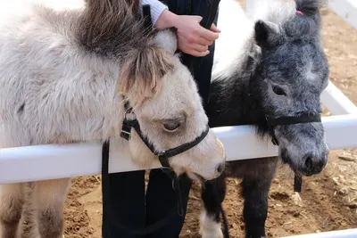 Farmer’S Market Petting Farm