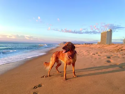 Pets Beach
