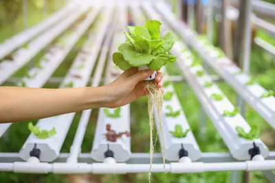 Hydroponics
