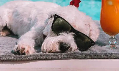 Pet Friendly