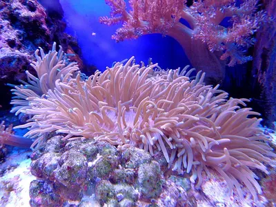 Coral Reef Garden