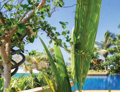 Exotic Garden