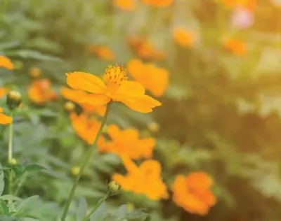 Flower Farm