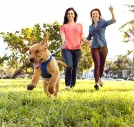 Dog Park